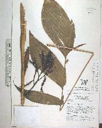 Geonoma ferruginea image