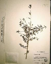 Ilex myrtifolia image