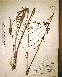 Arnoglossum ovatum image