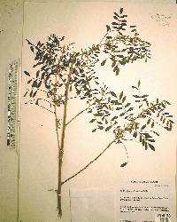 Indigofera suffruticosa image