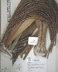 Dictyosperma album image