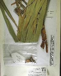 Thrinax radiata image