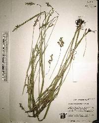 Scleria reticularis image