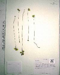 Utricularia cornuta image