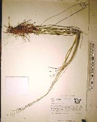 Muhlenbergia capillaris image