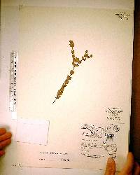 Hypericum tetrapetalum image