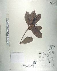 Ardisia escallonioides image