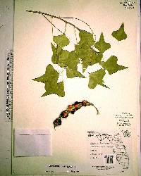 Erythrina herbacea image