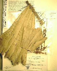 Aiphanes caryotifolia image