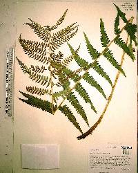 Dryopteris ludoviciana image