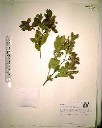 Cliftonia monophylla image