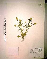 Polygala lutea image