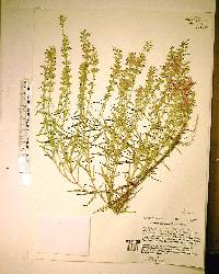 Dicerandra densiflora image