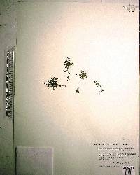 Hedyotis callitrichoides image