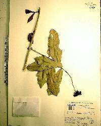 Ixora arborea image
