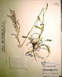 Rumex hastatulus image