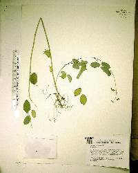 Desmodium incanum image