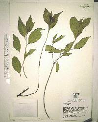 Conocarpus erectus image