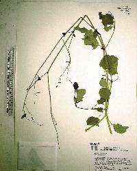 Boerhavia diffusa image