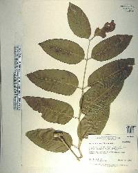 Polyscias grandifolia image