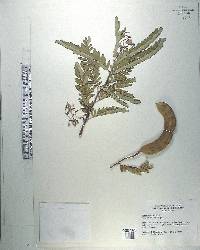 Tamarindus indica image