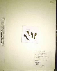 Cereus robinii image