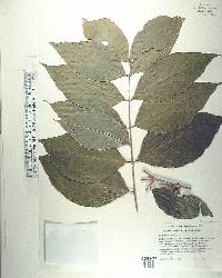 Bunchosia argentea image