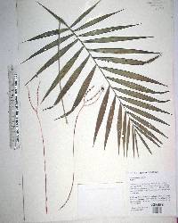 Chamaedorea elegans image