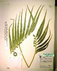 Zamia soconuscensis image