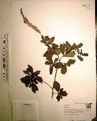 Clethra alnifolia image