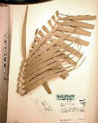 Ceratozamia matudae image