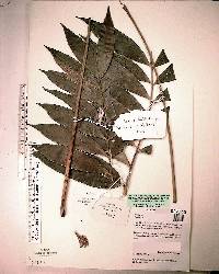 Zamia loddigesii image