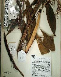 Desmoncus polyacanthos image