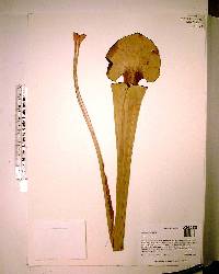 Sarracenia flava image