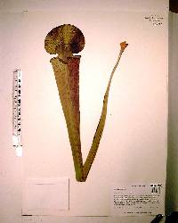 Sarracenia mooreana image