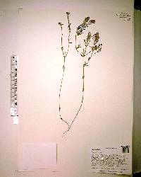 Polygala cruciata image