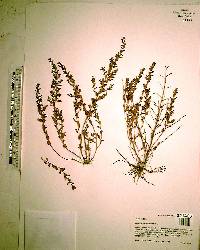 Ludwigia microcarpa image