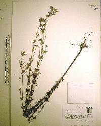 Mitreola sessilifolia image