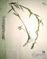 Ludwigia pilosa image