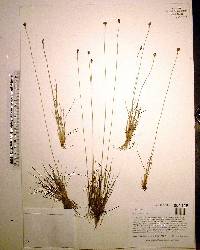 Xyris isoetifolia image