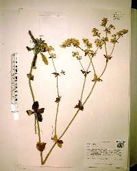 Eriogonum tomentosum image