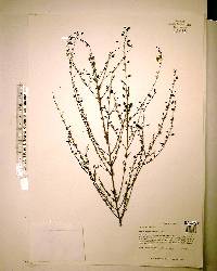 Seymeria cassioides image