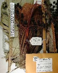 Livistona rotundifolia image