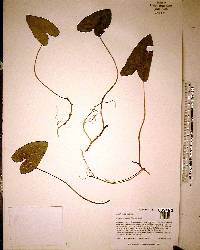Hexastylis arifolia image