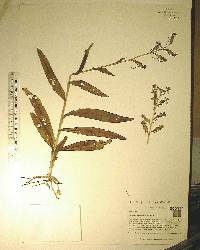 Habenaria odontopetala image