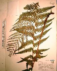 Dryopteris ludoviciana image