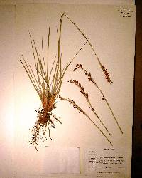 Pleea tenuifolia image