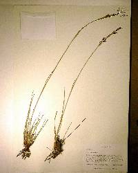 Pleea tenuifolia image