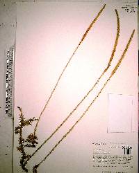 Lycopodium carolinianum image