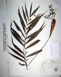 Chamaedorea elegans image